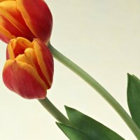 Two Toned Tulips