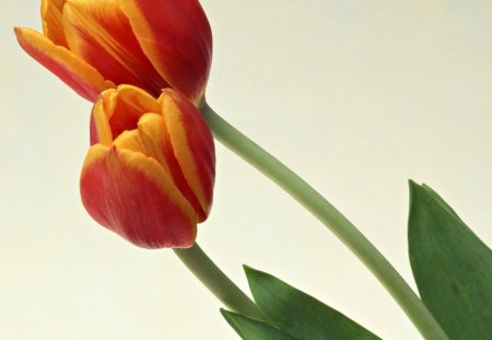 Two Toned Tulips - tulips, flowers, two toned