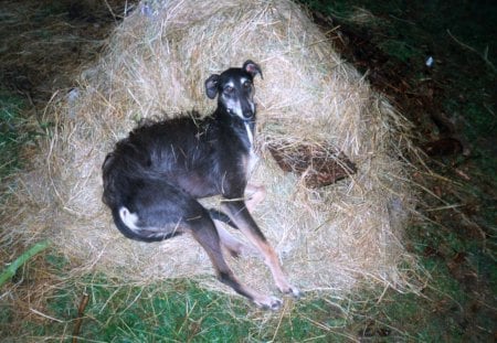 Lurcher in the Hay - lurcher, dog