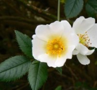 Wild Roses