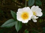 Wild Roses