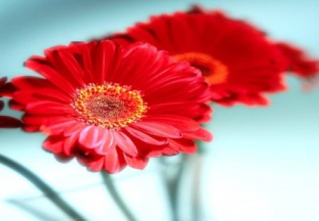 Two Little Flowers - flowers, red, gerberas