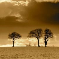 three trees horizon 