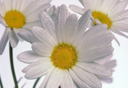 Sunny Centre. - a, flowers, white, beautiful