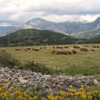 Peaceful Grazing.