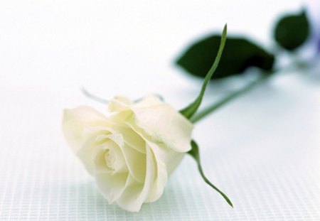 White Rose. - a, nice, very, of