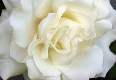 Purity Of White. - white, for, the, rose