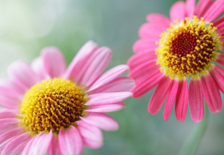 soft pink. - nature, flowers, pink, soft