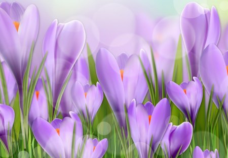 Crocus so Lavender - summer, purple, perfume, tulips, flowers, spring, fragrant, lilac, sunny, lavender, sunshine, crocus