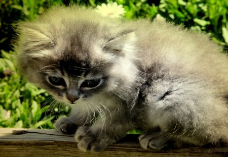 LITTLE KITTY - small, flufy, kitten, gray