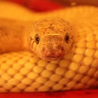 Yellow Snake