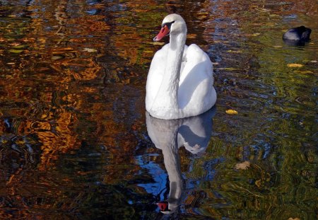  Swan Reflection - nature, swan, water, pond, bird