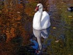  Swan Reflection