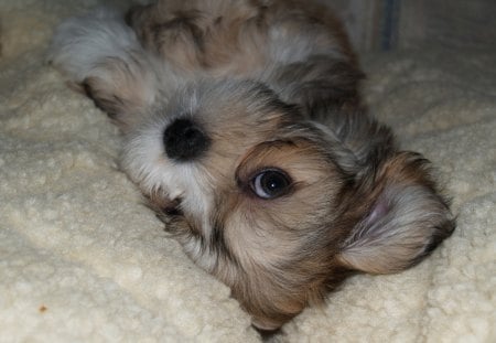 when hunter was a wee one - lhasa apso, love, playful, puppy, dog, sweet, cute