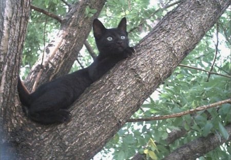 Mia de bebe - black cat, animals, kitty, cat