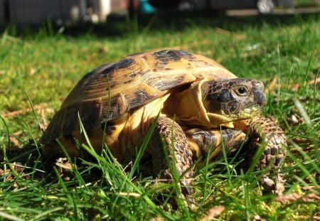 scooter - outside, tortoise, playing, reptile