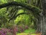 Spanish moss