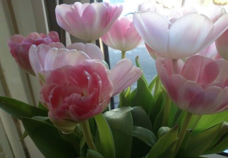 pink tulips - nature, tulip, flower, pink