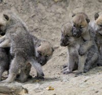 Wolf Pups