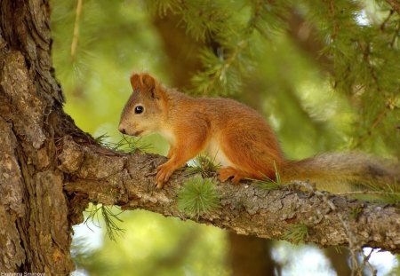 Cute squirrel - animal, nature, tree, squirrel