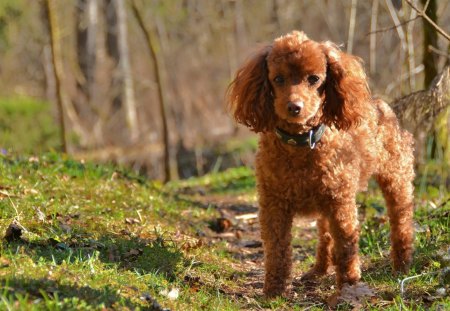 *** Poodle *** - animal, animals, dogs, dog