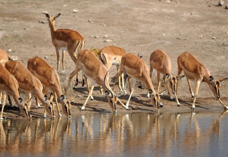 *** Antelopes *** - animal, water, antelopes, animals