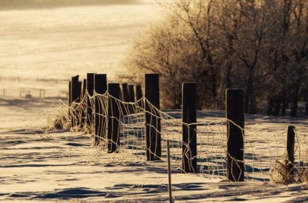 wire fence on wintry field - fence, trees, winter, field, wire