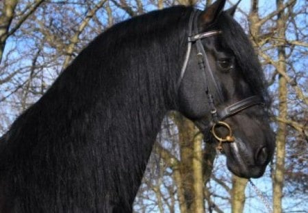 Ebony stallion - beauty, black, horse, stallion