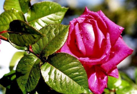 Rose - flowers, rose, nature, red