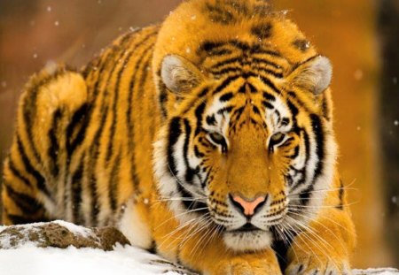 Beauty - black, handsome, orange, tiger, stripes