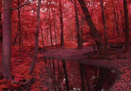 Forest - water, autumn, red, Forest, leaf