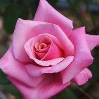 Pink Rose