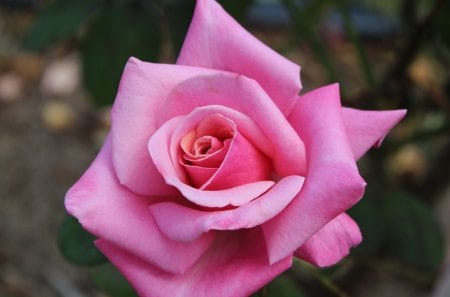 Pink Rose - nature, pink, photography, gardening, rose, flower