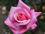 Pink Rose