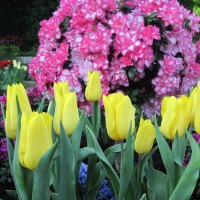 Tulips Event at Edmonton pyramids