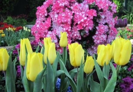 Tulips Event at Edmonton pyramids