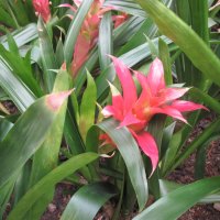 A day at the mall 27 Bromeliad