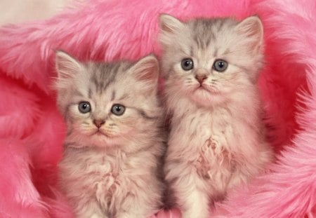 Cats on pink - pet, animal, kitten, cat