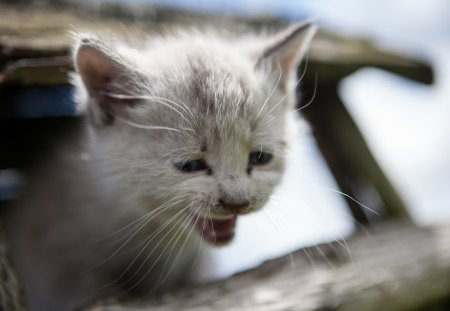 Cat - sleepy, cute, beautiful, cat, sleeping, kitty, cats, hat, cat face, paws, face, animals, pretty, beauty, sweet, kitten, lovely