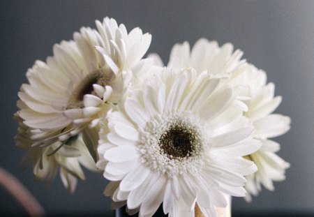 White daisies