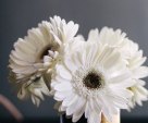 White daisies