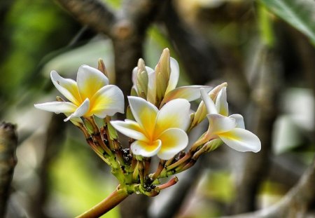 Spring - blossoms, blooming, flower, pretty, greenery, beautiful, flowers, spring, fragrance, branches, white, nice, scent, lovely, tree