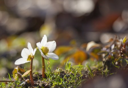 Spring - blossoms, blooming, flower, pretty, greenery, beautiful, flowers, spring, fragrance, branches, white, nice, scent, lovely, tree