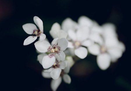 Spring - blossoms, blooming, flower, pretty, greenery, beautiful, flowers, spring, fragrance, branches, white, nice, scent, lovely, tree