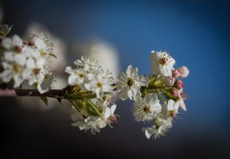 Spring - blossoms, blooming, flower, pretty, greenery, beautiful, flowers, spring, fragrance, branches, white, nice, scent, lovely, tree