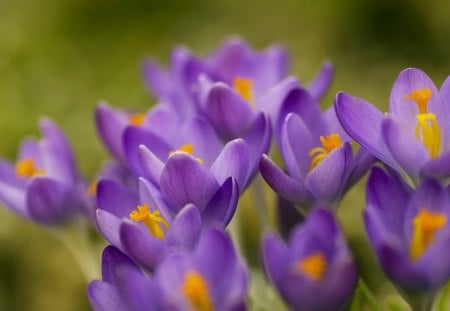 Spring - blossoms, blooming, flower, pretty, greenery, beautiful, flowers, spring, fragrance, branches, white, nice, scent, lovely, tree