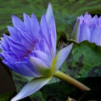 Blue water lillies