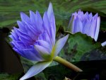 Blue water lillies