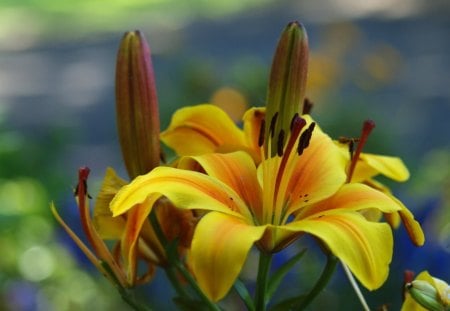 *Oriental LiLy* - beauty, photography, colorful, oriental lily, pretty, cool, petals, cute, vivid, love, springtime, blooms, lovely, plants, pollen, nature, bright, beautiful, blossom, leaves, seasons, splendor, sweet, colors, flowers, natural