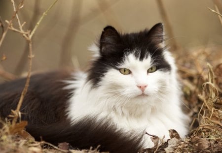 Cat laying grass - feline, laying, grass, cat